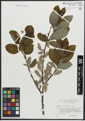 Foto von Salix appendiculata Vill.